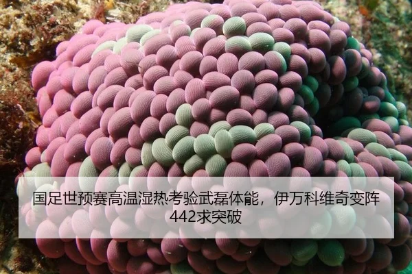 guo-zu-shi-yu-sai-gao-wen-shi-re-kao-yan-wu-lei-ti-neng-yi-wan-ke-wei-qi-bian-zhen-qiu-tu-po-2-833.jpg